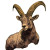 Vintage Alpine Ibex Illustration Vinyl Car Decal Sticker – Waterproof & UV-Resistant 4.0"