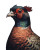 Vintage Ring Neck Pheasant Portrait Vinyl Car Decal Sticker – Waterproof & UV-Resistant 4.0"