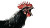 Rooster Attacking Vinyl Car Decal Sticker – Waterproof & UV-Resistant 8"