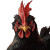 Evil Chicken Anime Vinyl Car Decal Sticker – Waterproof & UV-Resistant 8"