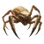 Dragonborn Spider Monster Vinyl Car Decal Sticker – Waterproof & UV-Resistant 8"