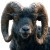 Majestic Ram Portrait Vinyl Car Decal Sticker – Waterproof & UV-Resistant 8"