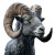 Realistic Ram Head Vinyl Car Decal Sticker – Waterproof & UV-Resistant 8"
