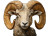 Realistic Ram Painting Vinyl Car Decal Sticker – Waterproof & UV-Resistant 8"