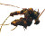 Dark Eldar Warrior Vinyl Car Decal Sticker – Waterproof & UV-Resistant 8"