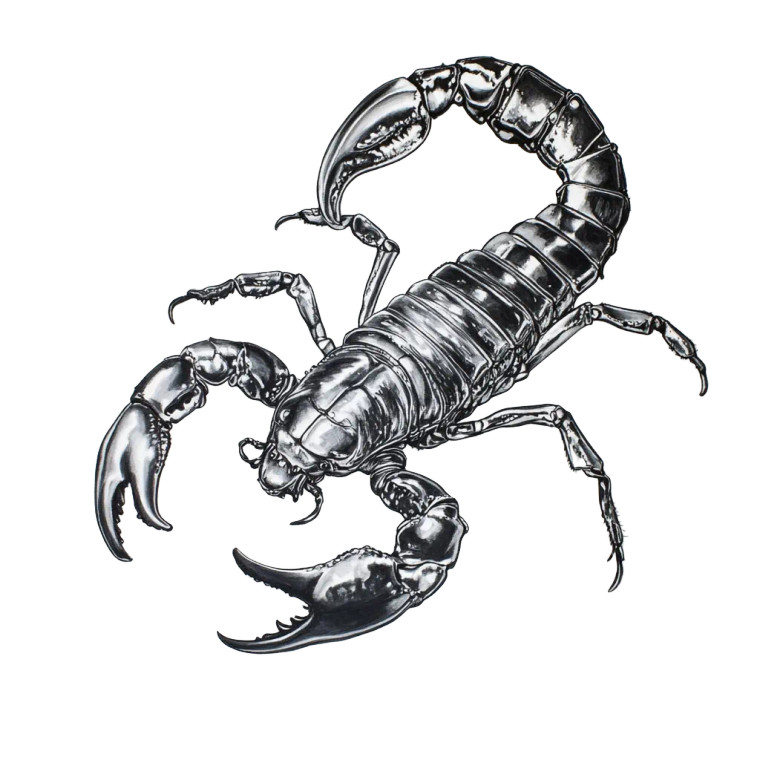 Chroma Scorpion Drawing Vinyl Car Decal Sticker – Waterproof & UV-Resistant 8"