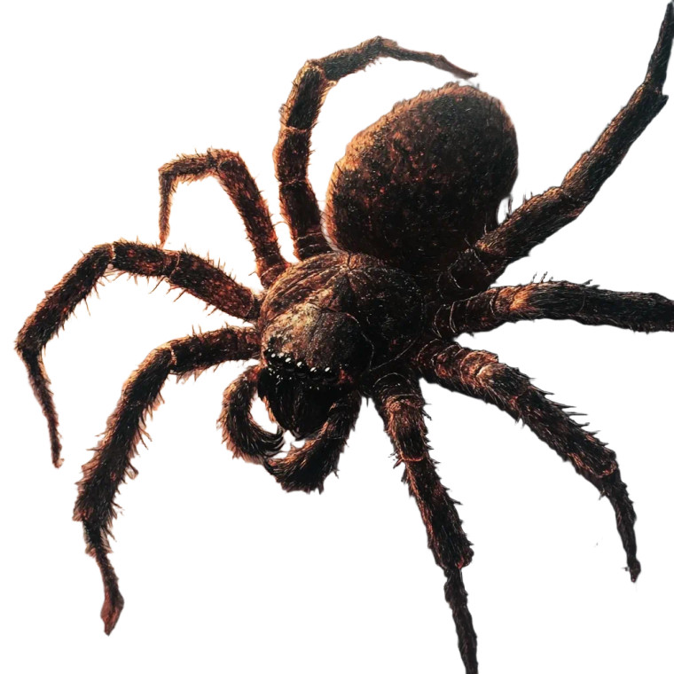 Giant Scary Spider Vinyl Car Decal Sticker – Waterproof & UV-Resistant 8"