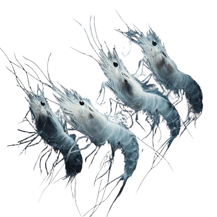 Deep Sea Shrimp Vinyl Car Decal Sticker – Waterproof & UV-Resistant 8"