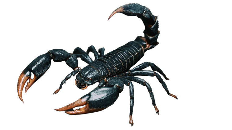 Fierce Scorpion Attack Vinyl Car Decal Sticker – Waterproof & UV-Resistant 8"