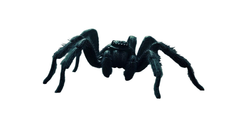 Realistic Black Spider Vinyl Car Decal Sticker – Waterproof & UV-Resistant 8"