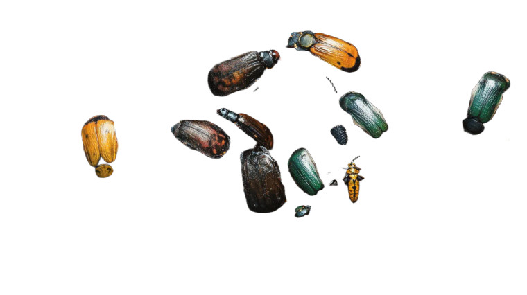 Crawling Bugs Mass Vinyl Car Decal Sticker – Waterproof & UV-Resistant 8"