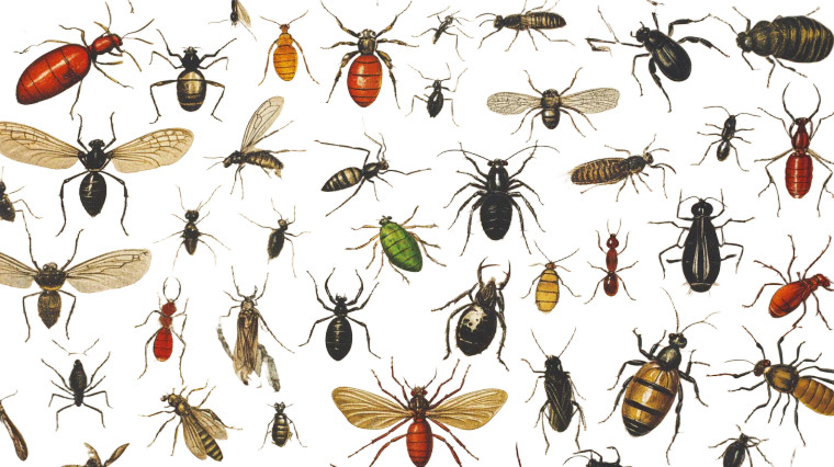 Vintage Insect Illustrations Vinyl Car Decal Sticker – Waterproof & UV-Resistant 8"