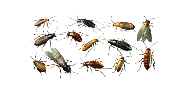 Cockroach Diagram Art Vinyl Car Decal Sticker – Waterproof & UV-Resistant 8"