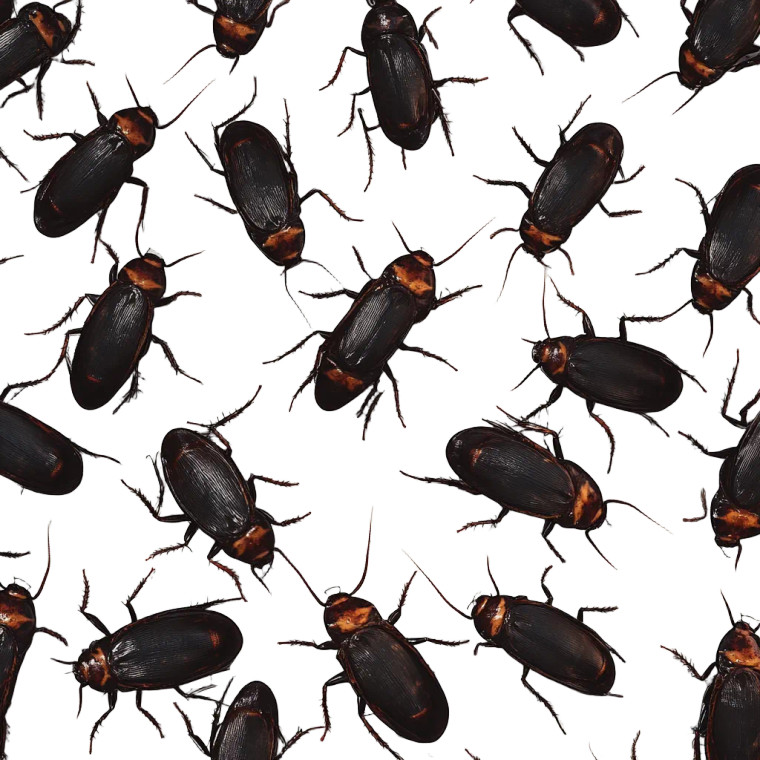 Cockroach Texture Vinyl Car Decal Sticker – Waterproof & UV-Resistant 8"