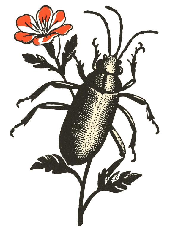 Leaf Footed Bug Vinyl Car Decal Sticker – Waterproof & UV-Resistant 8"