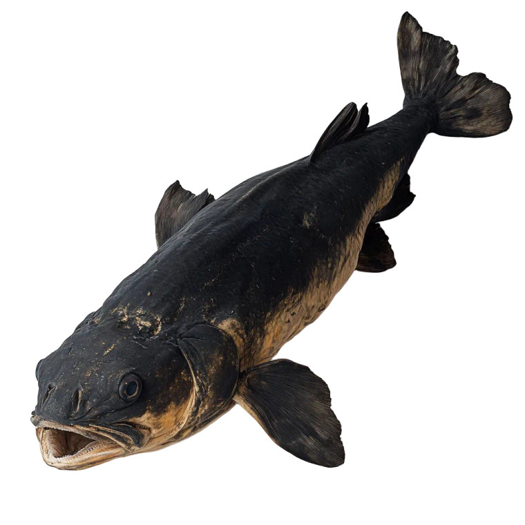 Coca Coelacanth Vinyl Car Decal Sticker – Waterproof & UV-Resistant 8"