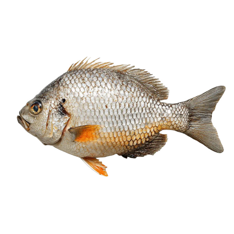 Fresh Fish Detail Vinyl Car Decal Sticker – Waterproof & UV-Resistant 8"