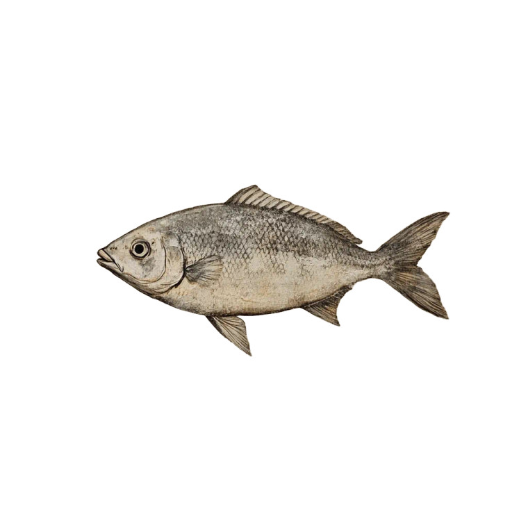 Thomasi Fish Painting Vinyl Car Decal Sticker – Waterproof & UV-Resistant 8"