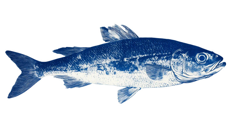 Herring Fish Illustration Vinyl Car Decal Sticker – Waterproof & UV-Resistant 8"