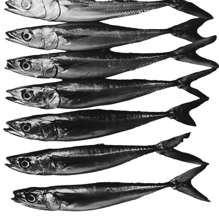 Black Snake Mackerel Lineup Vinyl Car Decal Sticker – Waterproof & UV-Resistant 8"