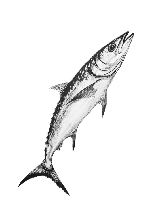 Mackerel Drawing Vinyl Car Decal Sticker – Waterproof & UV-Resistant 8"