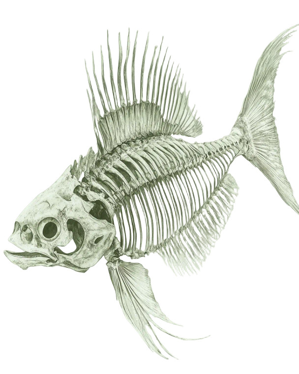 Fish Skeleton Art Vinyl Car Decal Sticker – Waterproof & UV-Resistant 8"