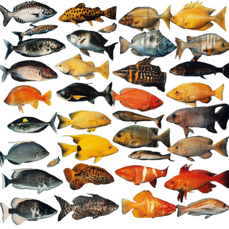Fish Display Vinyl Car Decal Sticker – Waterproof & UV-Resistant 8"