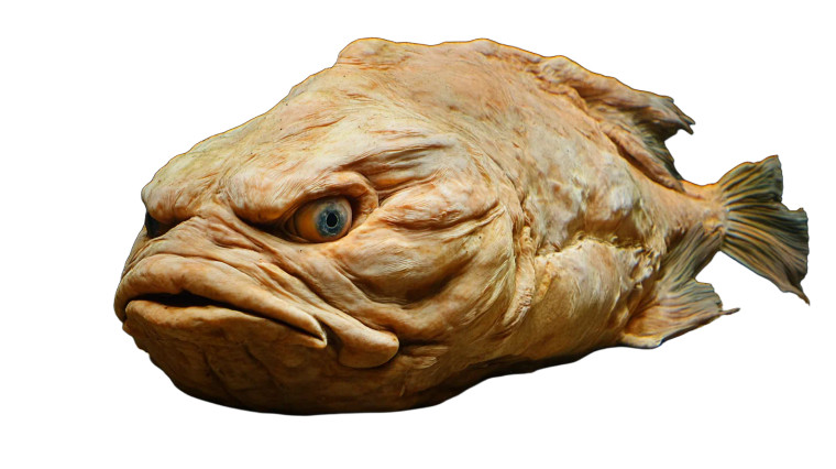 Ugly Blob Fish Vinyl Car Decal Sticker – Waterproof & UV-Resistant 8"