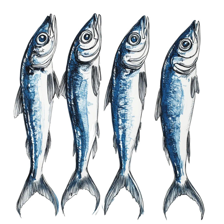 Blue Sardines Drawing Vinyl Car Decal Sticker – Waterproof & UV-Resistant 8"