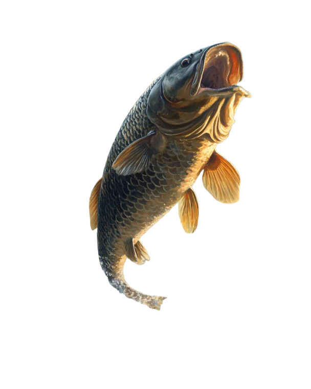 Leaping Carp Vinyl Car Decal Sticker – Waterproof & UV-Resistant 8" Leaping Carp Vinyl Car Decal Sticker – Waterproof & UV-Resistant 8"