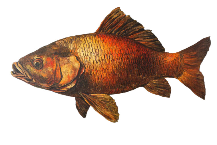 Antique Fish Painting Vinyl Car Decal Sticker – Waterproof & UV-Resistant 8"