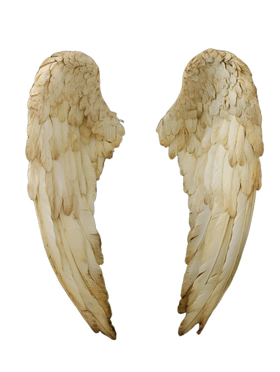 Folded Angel Wings V2 Vinyl Car Decal Sticker – Waterproof & UV-Resistant 8"