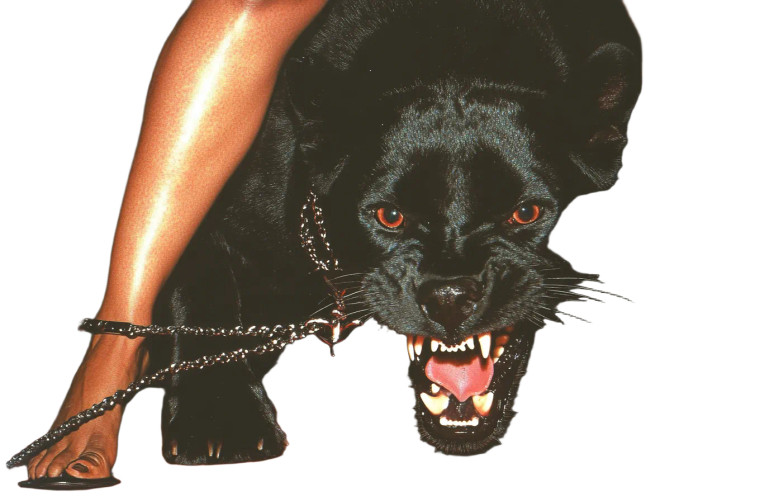 Fashion Leopard Walk Vinyl Car Decal Sticker – Waterproof & UV-Resistant 8"