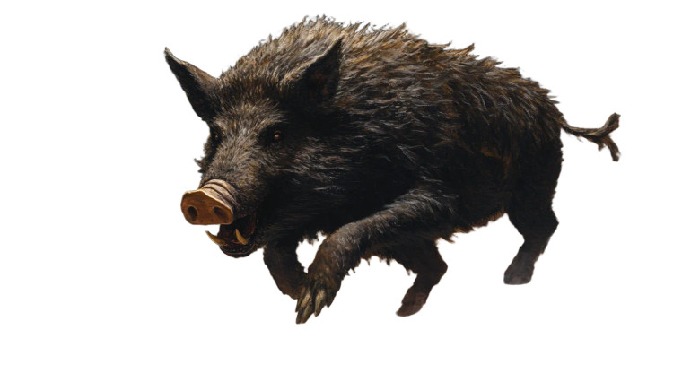 Wild Boar Vinyl Car Decal Sticker – Waterproof & UV-Resistant 8"