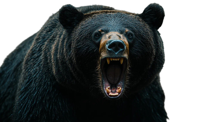 Angry Roaring Bear V2 Vinyl Car Decal Sticker – Waterproof & UV-Resistant 8"