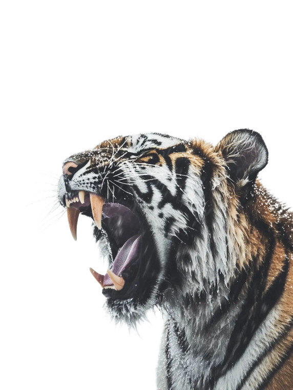 Angry Wet Tiger Vinyl Car Decal Sticker – Waterproof & UV-Resistant 8"