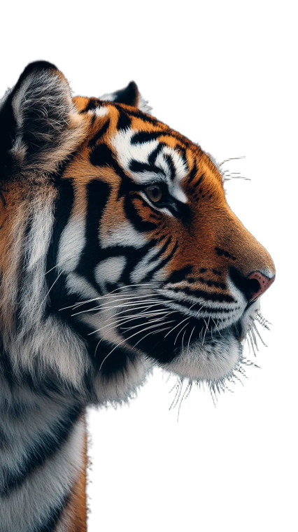 Tiger Head Profile Vinyl Car Decal Sticker – Waterproof & UV-Resistant 8"