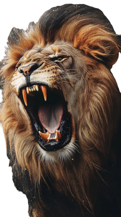 Majestic Roaring Lion Vinyl Car Decal Sticker – Waterproof & UV-Resistant 8"