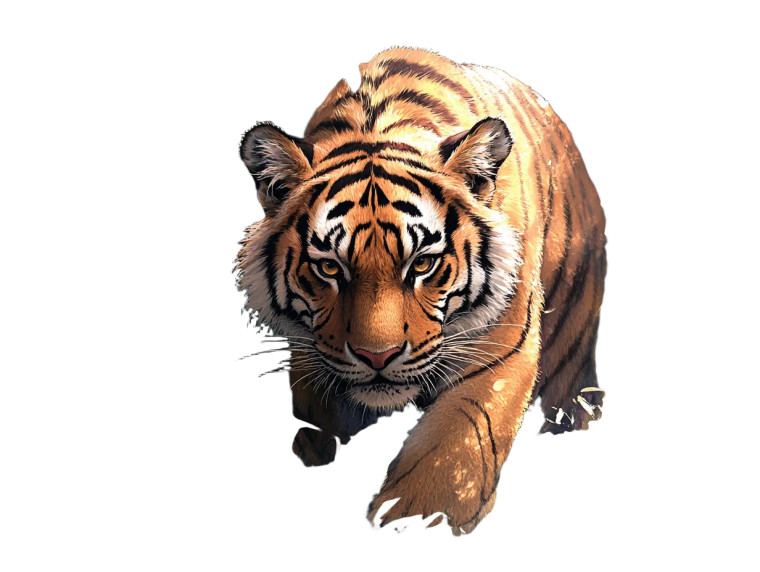 Walking Tiger Vinyl Car Decal Sticker – Waterproof & UV-Resistant 8"