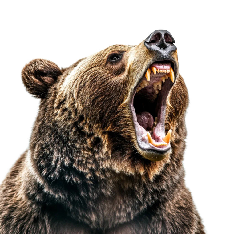 Screaming Brown Bear Vinyl Car Decal Sticker – Waterproof & UV-Resistant 8"