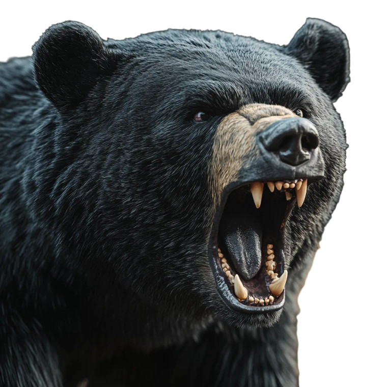 Angry Black Bear Vinyl Car Decal Sticker – Waterproof & UV-Resistant 8"