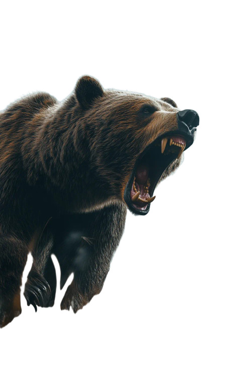 Roaring Grizzly Bear V13 Vinyl Car Decal Sticker – Waterproof & UV-Resistant 8"