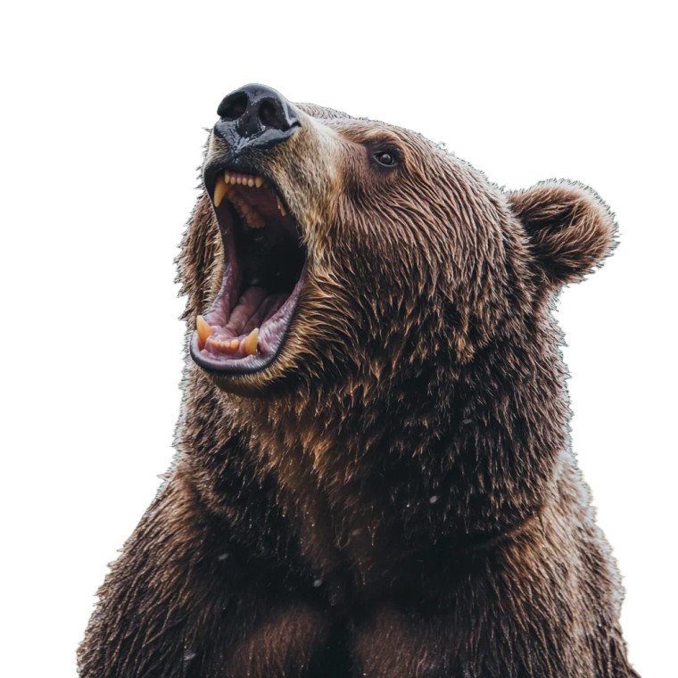 Cinematic Wild Bear Vinyl Car Decal Sticker – Waterproof & UV-Resistant 8"