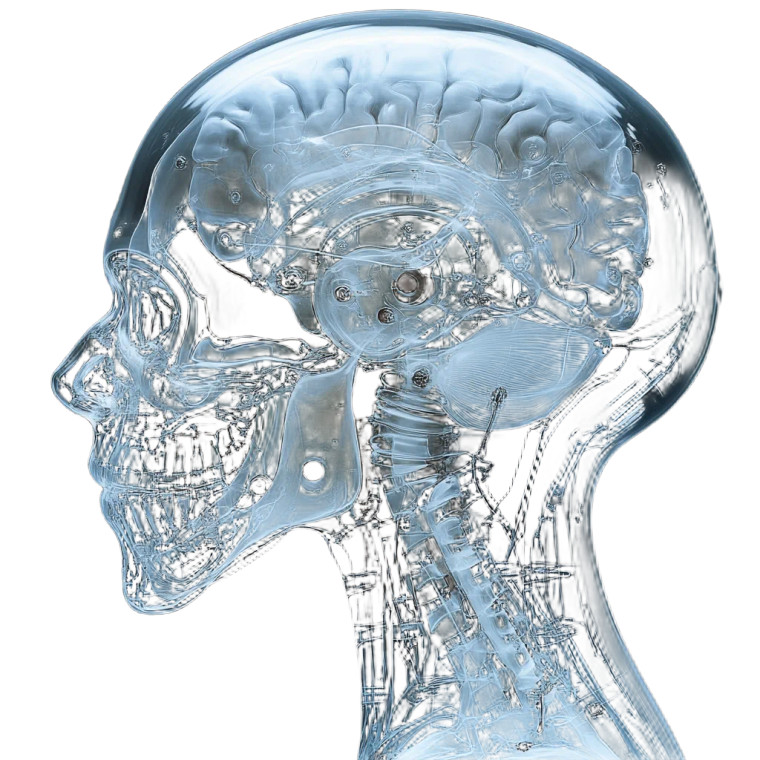Robotic Brain X-Ray Vinyl Car Decal Sticker – Waterproof & UV-Resistant 8"