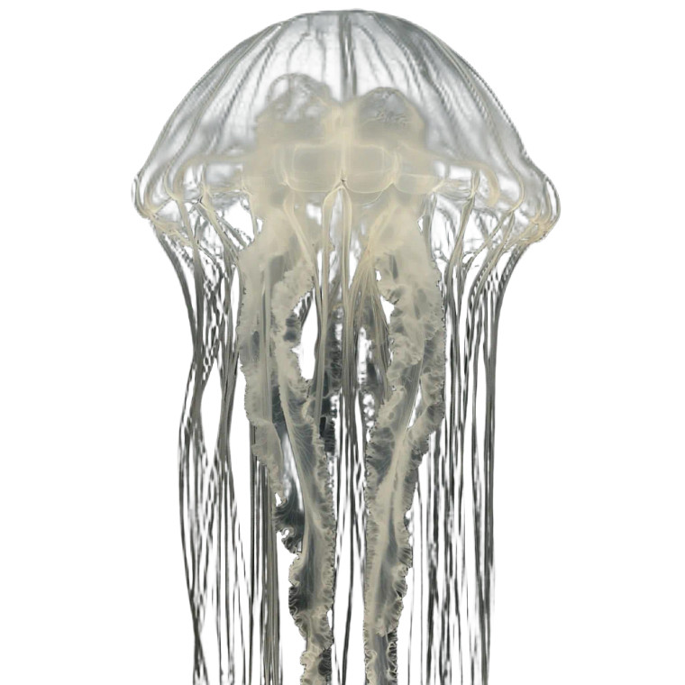 Jellyfish Skeleton Vinyl Car Decal Sticker – Waterproof & UV-Resistant 8"