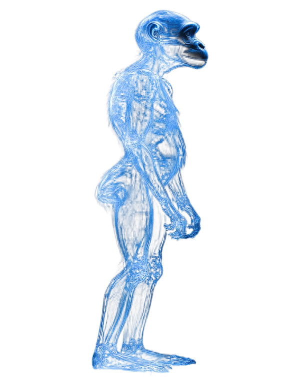 Shimmering Australopithecus Vinyl Car Decal Sticker – Waterproof & UV-Resistant 8"