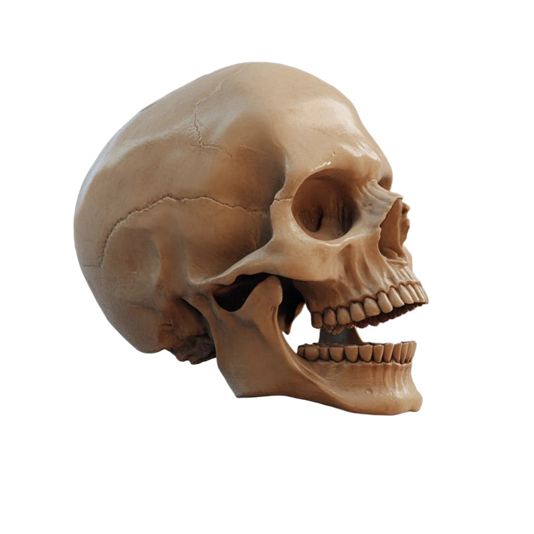 Realistic Skull Profile Vinyl Car Decal Sticker – Waterproof & UV-Resistant 8"