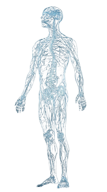 Nervous System Scan Vinyl Car Decal Sticker – Waterproof & UV-Resistant 8"