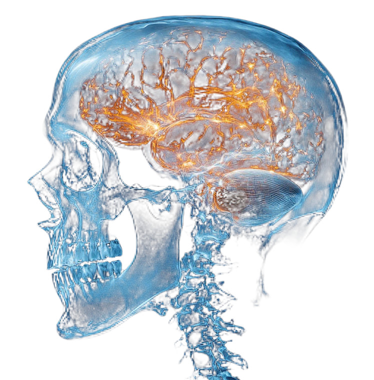 X-Ray Skull Brain V2 Vinyl Car Decal Sticker – Waterproof & UV-Resistant 8"