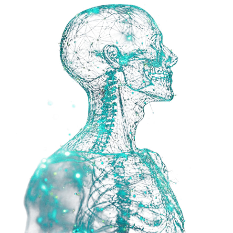 Glowing X-Ray Anatomy Vinyl Car Decal Sticker – Waterproof & UV-Resistant 8"
